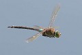 Anax parthenope-0905